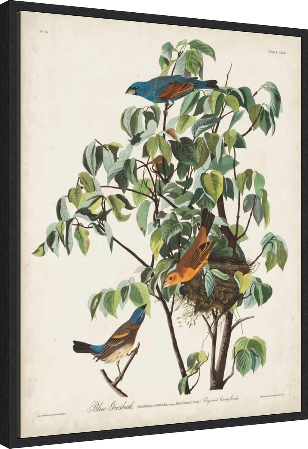 Amanti Art Framed Canvas Wall Art 28x23 Pl 122 Blue Grosbeak by John James Audubon, Framed Wall Art Canvas, Animals Artwork, Modern Decor, Medium Poster Painting for Living Room, Bedroom, Bathroom,