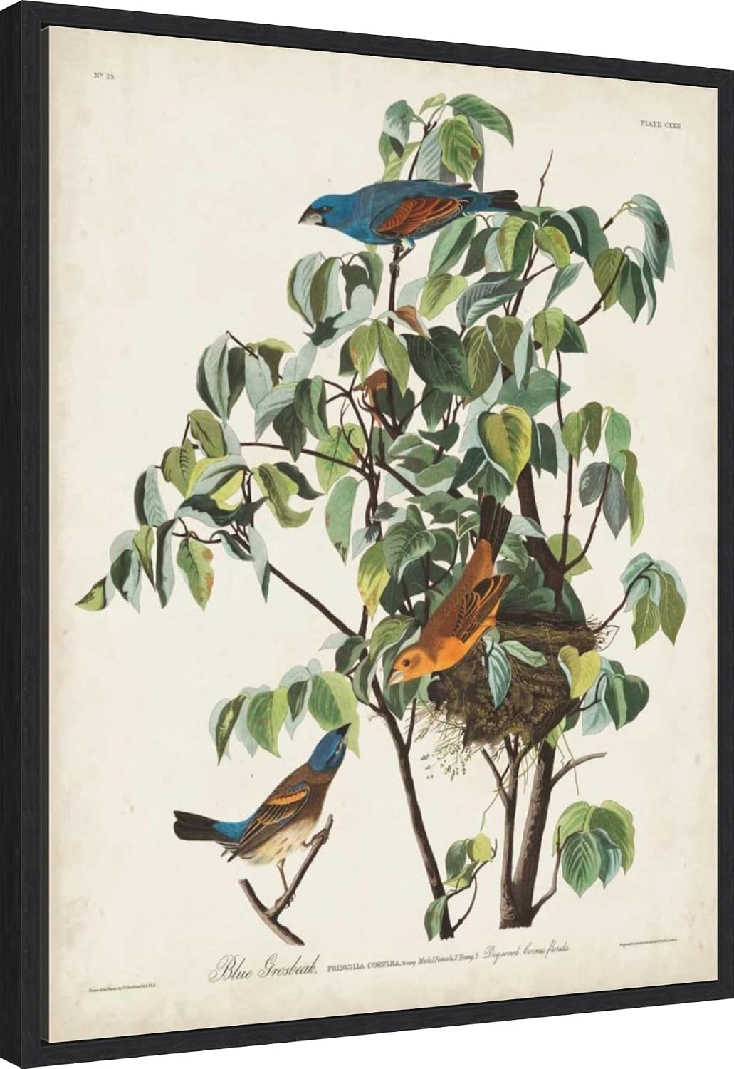 Amanti Art Framed Canvas Wall Art 28x23 Pl 122 Blue Grosbeak by John James Audubon, Framed Wall Art Canvas, Animals Artwork, Modern Decor, Medium Poster Painting for Living Room, Bedroom, Bathroom,