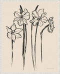 Amanti Art Framed Canvas Wall Art 28x23 Ink Sketch Daffodils by Sara Zieve Miller, Framed Wall Art Canvas, Flowers Artwork, Traditional Decor, Medium Poster Painting for Living Room, Bedroom,