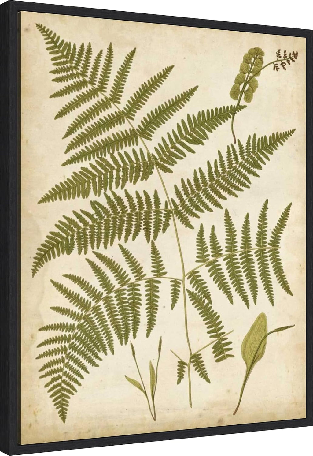 Amanti Art Framed Canvas Wall Art 28x23 Fern Portfolio IV by Francis Heath, Framed Wall Art Canvas, Nature Artwork, Modern Decor, Medium Poster Painting for Living Room, Bedroom, Bathroom, Kitchen,