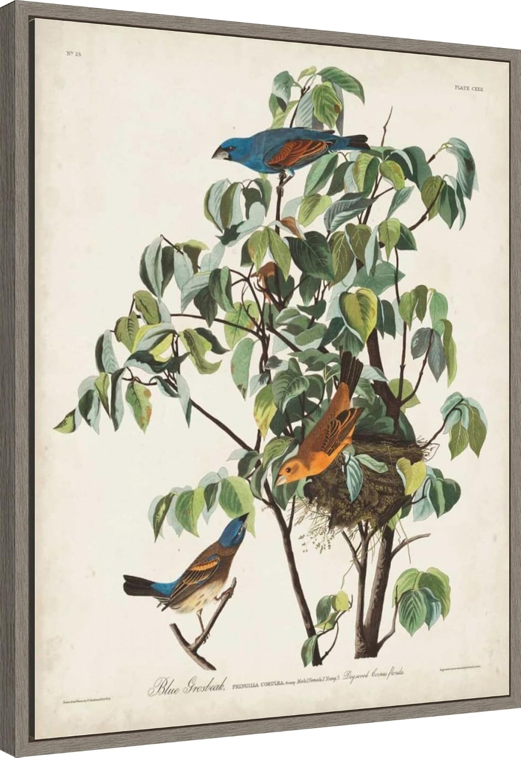 Amanti Art Framed Canvas Wall Art 28x23 Pl 122 Blue Grosbeak by John James Audubon, Framed Wall Art Canvas, Animals Artwork, Country Rustic Decor, Medium Poster Painting for Living Room, Bedroom,