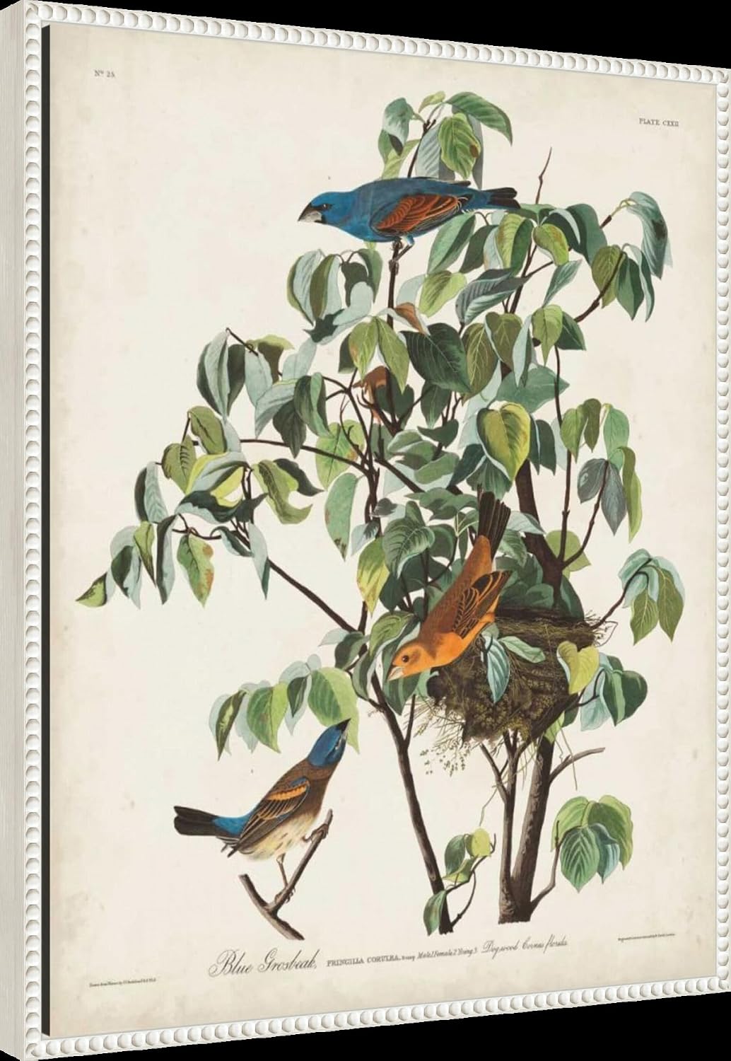 Amanti Art Framed Canvas Wall Art 28x23 Pl 122 Blue Grosbeak by John James Audubon, Framed Wall Art Canvas, Animals Artwork, Traditional Decor, Medium Poster Painting for Living Room, Bedroom,