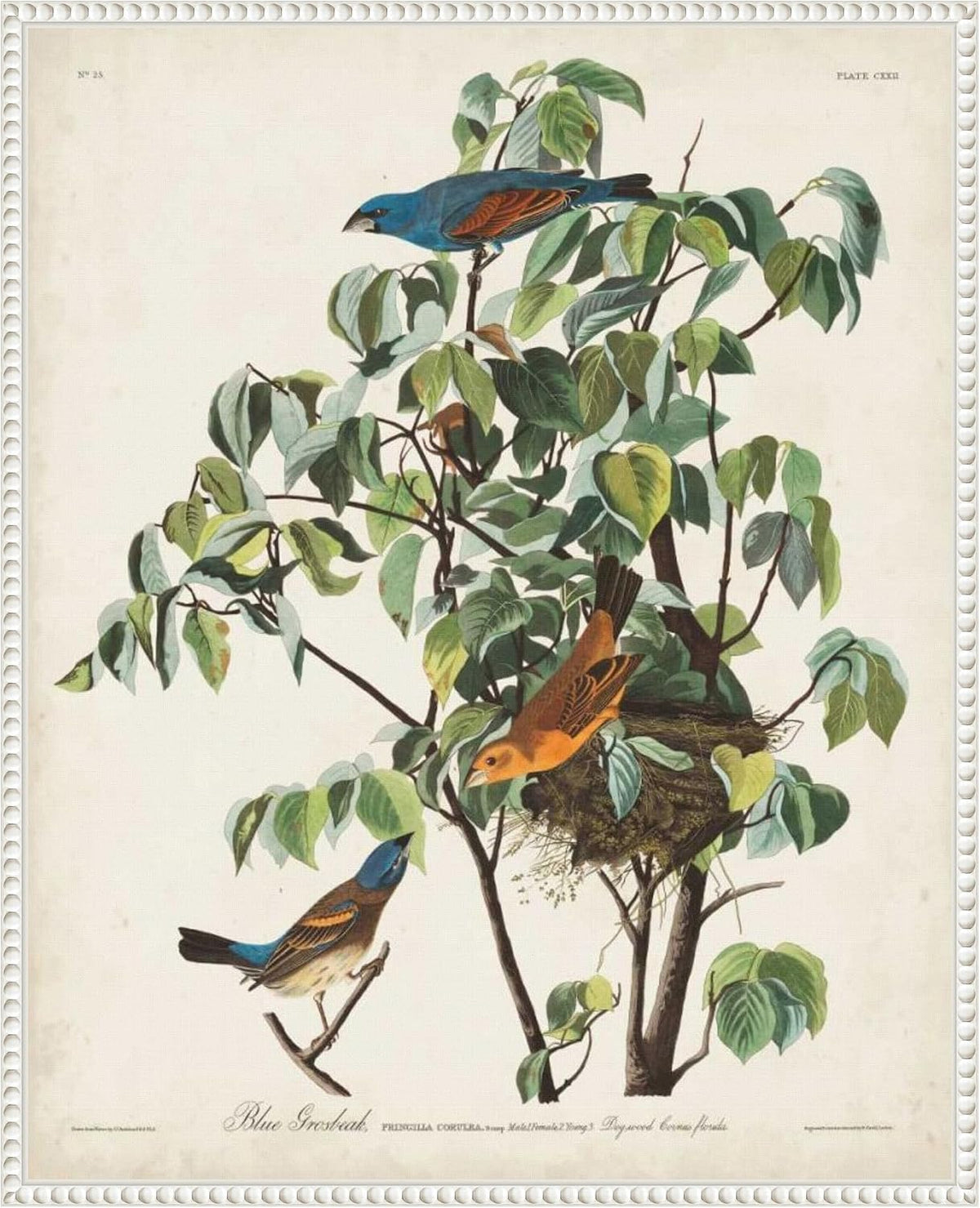 Amanti Art Framed Canvas Wall Art 28x23 Pl 122 Blue Grosbeak by John James Audubon, Framed Wall Art Canvas, Animals Artwork, Traditional Decor, Medium Poster Painting for Living Room, Bedroom,