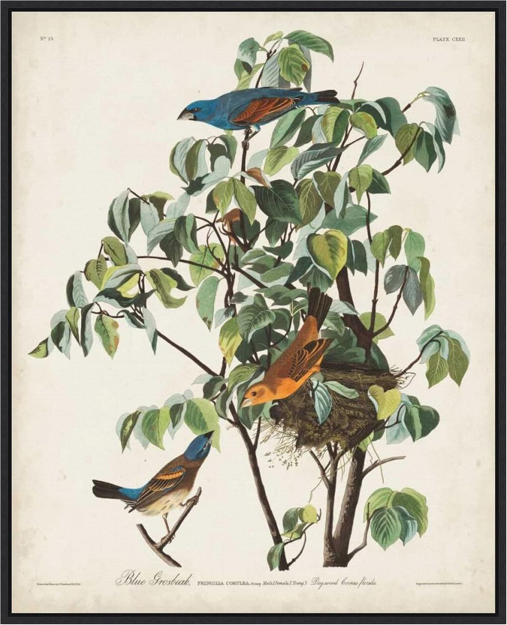 Amanti Art Framed Canvas Wall Art 28x23 Pl 122 Blue Grosbeak by John James Audubon, Framed Wall Art Canvas, Animals Artwork, Modern Decor, Medium Poster Painting for Living Room, Bedroom, Bathroom,