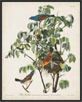 Amanti Art Framed Canvas Wall Art 28x23 Pl 122 Blue Grosbeak by John James Audubon, Framed Wall Art Canvas, Animals Artwork, Modern Decor, Medium Poster Painting for Living Room, Bedroom, Bathroom,
