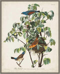 Amanti Art Framed Canvas Wall Art 28x23 Pl 122 Blue Grosbeak by John James Audubon, Framed Wall Art Canvas, Animals Artwork, Country Rustic Decor, Medium Poster Painting for Living Room, Bedroom,