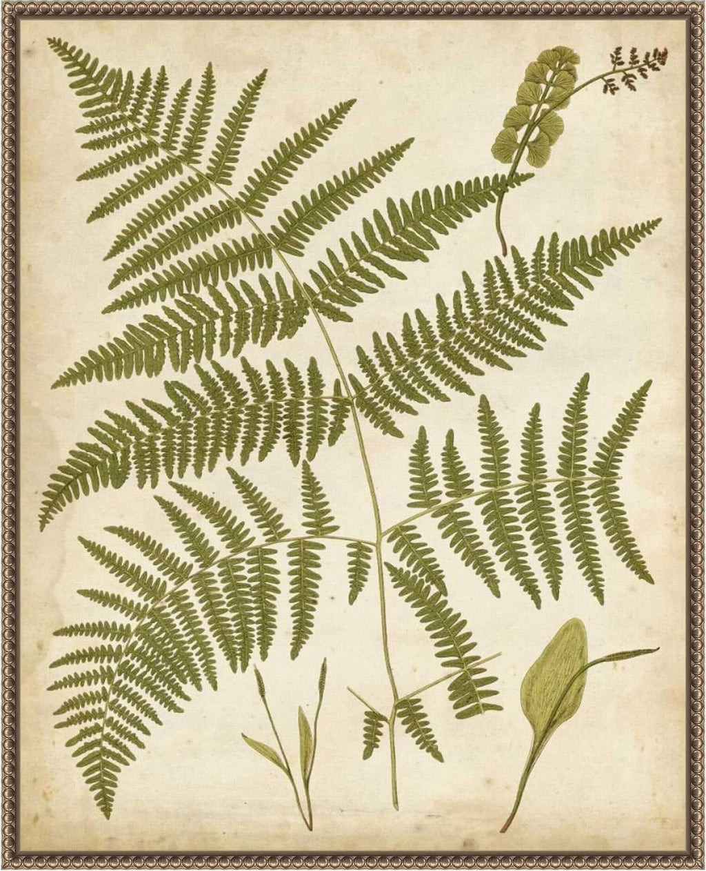 Amanti Art Framed Canvas Wall Art 28x23 Fern Portfolio IV by Francis Heath, Framed Wall Art Canvas, Nature Artwork, Traditional Decor, Medium Poster Painting for Living Room, Bedroom, Bathroom,