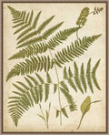 Amanti Art Framed Canvas Wall Art 28x23 Fern Portfolio IV by Francis Heath, Framed Wall Art Canvas, Nature Artwork, Traditional Decor, Medium Poster Painting for Living Room, Bedroom, Bathroom,