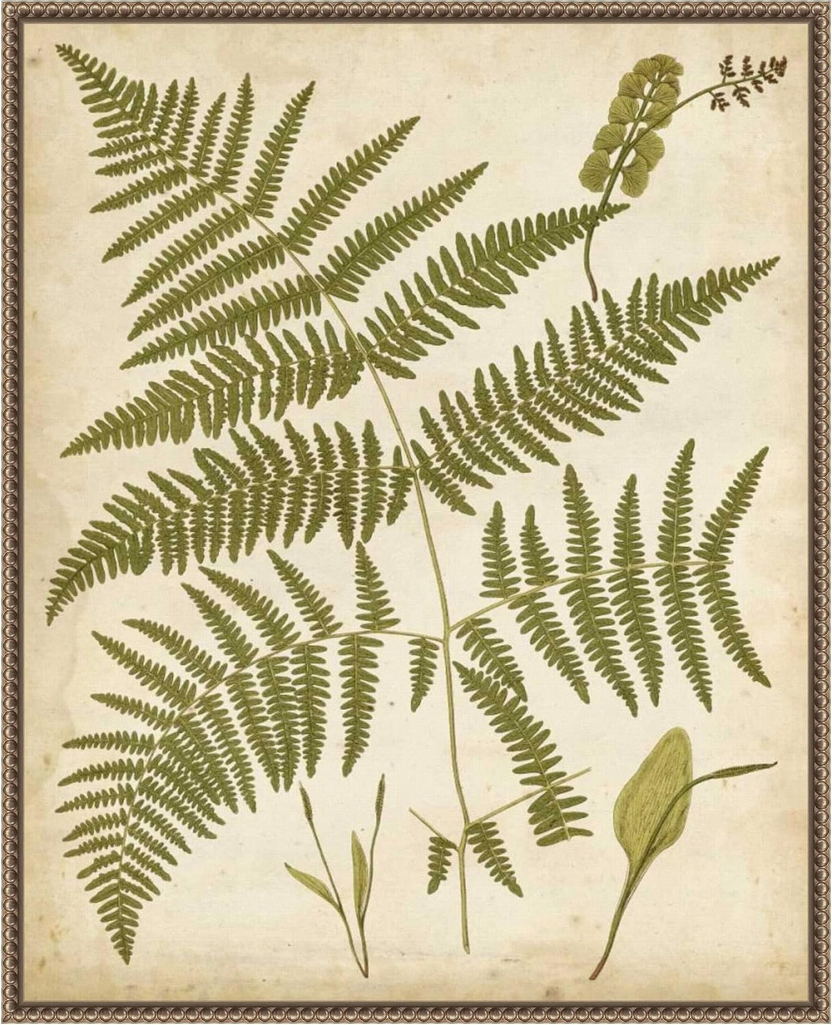 Amanti Art Framed Canvas Wall Art 28x23 Fern Portfolio IV by Francis Heath, Framed Wall Art Canvas, Nature Artwork, Traditional Decor, Medium Poster Painting for Living Room, Bedroom, Bathroom,
