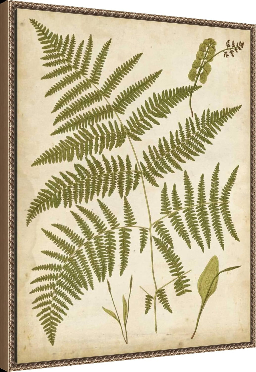 Amanti Art Framed Canvas Wall Art 28x23 Fern Portfolio IV by Francis Heath, Framed Wall Art Canvas, Nature Artwork, Traditional Decor, Medium Poster Painting for Living Room, Bedroom, Bathroom,