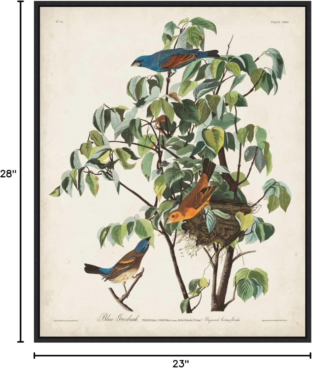 Amanti Art Framed Canvas Wall Art 28x23 Pl 122 Blue Grosbeak by John James Audubon, Framed Wall Art Canvas, Animals Artwork, Modern Decor, Medium Poster Painting for Living Room, Bedroom, Bathroom,