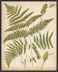 Amanti Art Framed Canvas Wall Art 28x23 Fern Portfolio IV by Francis Heath, Framed Wall Art Canvas, Nature Artwork, Modern Decor, Medium Poster Painting for Living Room, Bedroom, Bathroom, Kitchen,