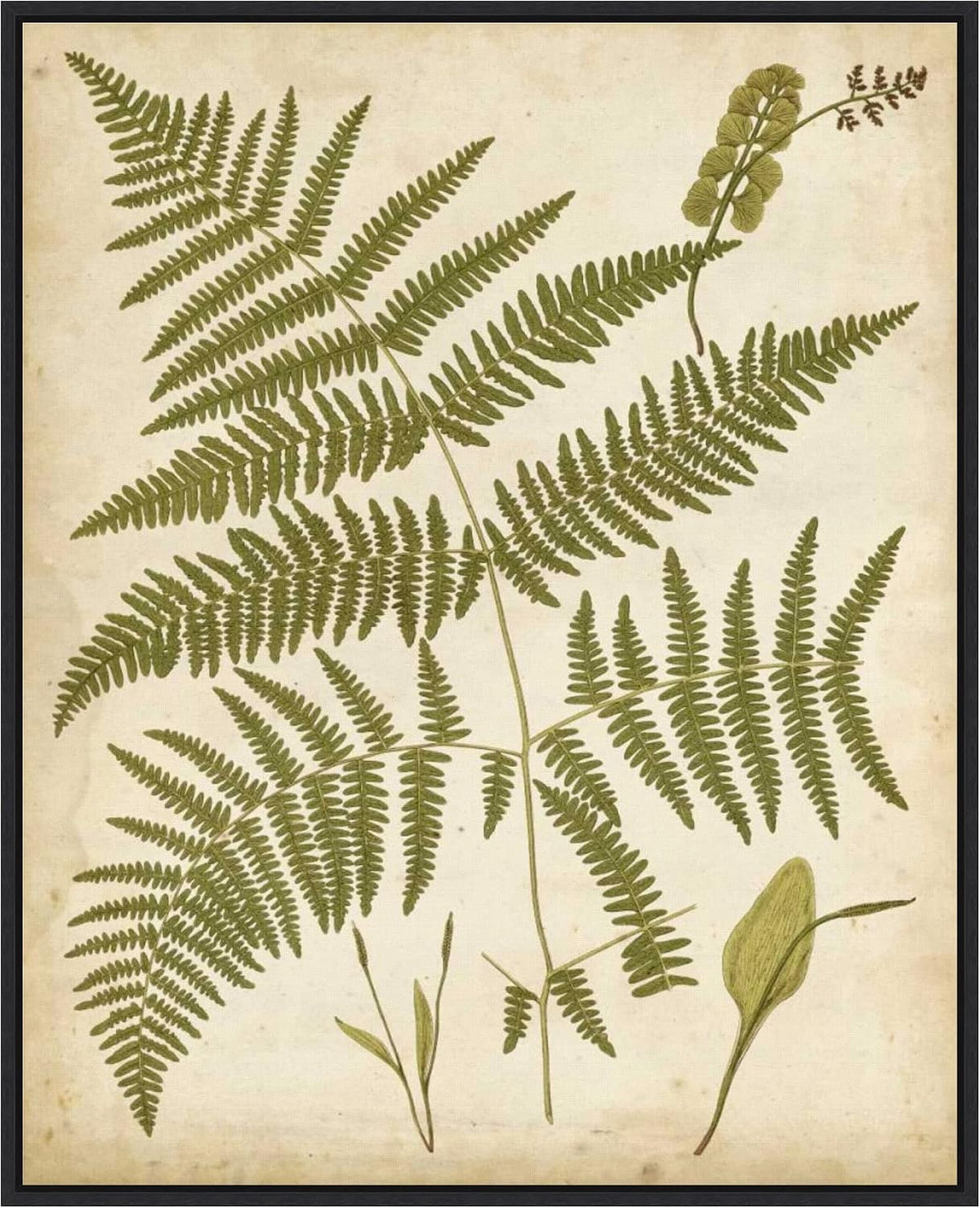 Amanti Art Framed Canvas Wall Art 28x23 Fern Portfolio IV by Francis Heath, Framed Wall Art Canvas, Nature Artwork, Modern Decor, Medium Poster Painting for Living Room, Bedroom, Bathroom, Kitchen,